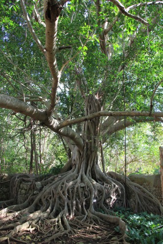 visiter campeche,viajar a campeche,plus belle piscine au monde,isla holbox,isla holbox mexico,rodavento boutique hotel and spa,rodavento,valle de bravo,écolo lodge,paris,voyages,mexique,voyage au mexique,temptingplaces,http:www.temptingplaces.comboutique-hotels-fr,boutiques hôtels,yucatan,haciendas,hacienda santa rosa,hacienda uayamon,hacienda san josé,hacienda temozon,hacienda puerta campeche,campeche,la plus belle piscine du monde,blog voyage