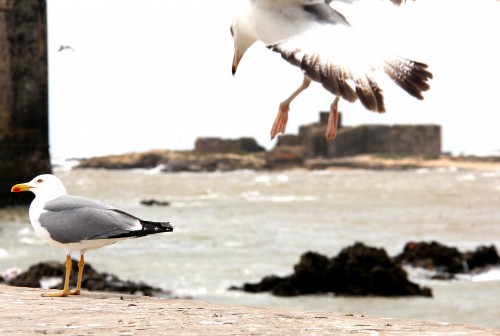 essaouira,voyage au maroc,sofitel essaouira,blog voyages