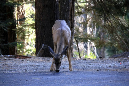 blog voyage,yosemite,road trip,road trip usa