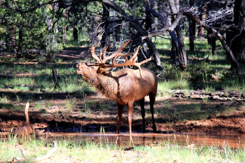 us road trip,grand canyon,blog voyage,survol grand canyon hélicoptère,yavapai lodge,yavapai lodge grand canyon