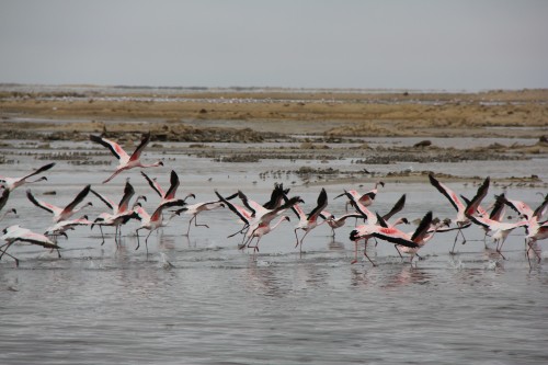 namibie,pelican point sight walvis bay,voyage en namibie