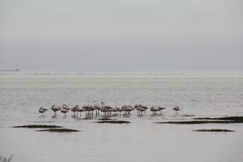 namibie,pelican point sight walvis bay,voyage en namibie